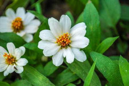 White Zinniasの写真素材