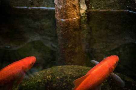 Two Goldfish In A Pondの写真素材