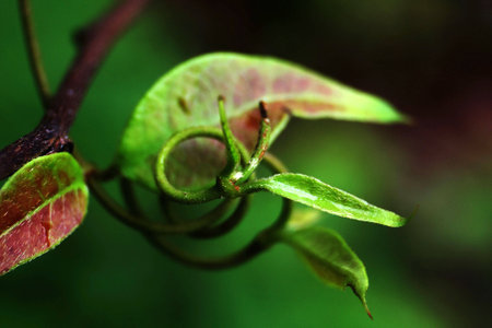 leaf macroの写真素材