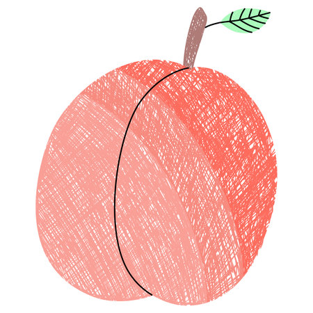 Peaches on a white background. Fruit vector. Hand drawn vector. Vector for spring decoration. Hand drawn lines vector.のイラスト素材