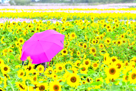 garden jeonbuk koreaの写真素材