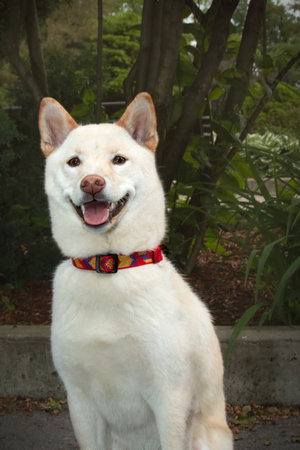 Portrait of a white Japanese Akita Inu with red collarの写真素材