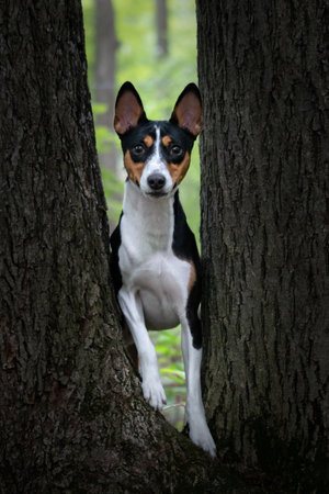Basenji dog between a tree trunk in the forest.の写真素材