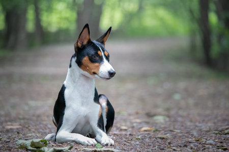 Basenji dog sitting in the forest. The Basenji is a breed of dog in the Basenji family.の写真素材