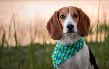 Beagle dog wearing a bandana standing in the grass at sunsetの写真素材