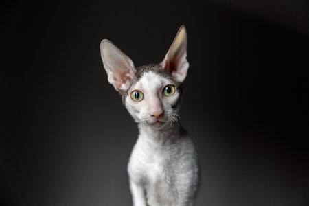 portrait of a purebred Cornish Rex cat on a dark backgroundの写真素材
