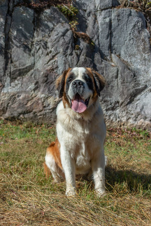 Saint Bernard dog sitting on grass in front of a sunlit rock wallの写真素材