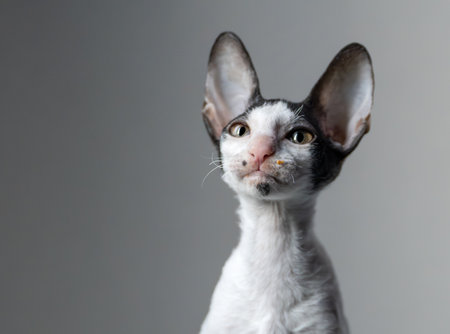 Portrait of a purebred cornish rex kitten cat on gray background with food crumb on the face