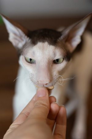 Cornish Rex cat eating a treat up closeの写真素材