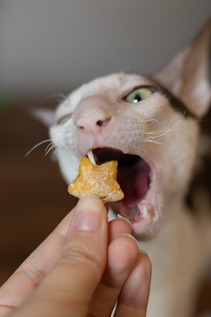 Cornish Rex cat eating a treat up closeの写真素材