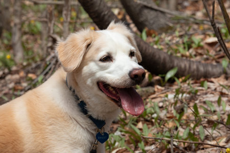 Portrait of a Golden retriever mix with Labrador retriever dog in the park. Selective focus.