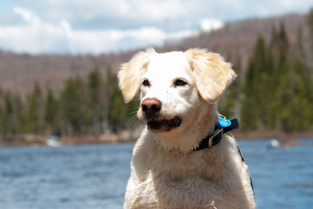 Golden retriever mix with Labrador retriever  on the bank of a lake in spring