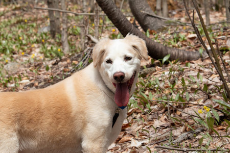 Golden retriever mix with Labrador retriever  in the forest. Portrait of a dog.