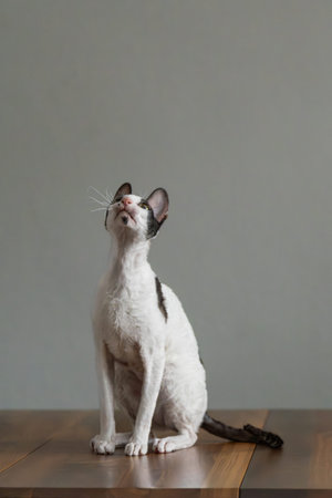Pure breed Cornish Rex cat sitting on the table with gray wall background, animal portrait
