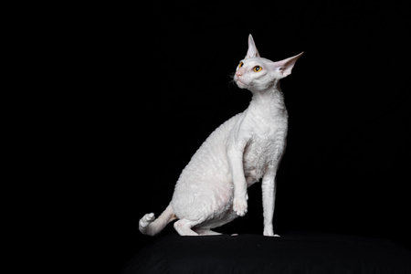 White Cornish Rex cat on a black background in the studio.