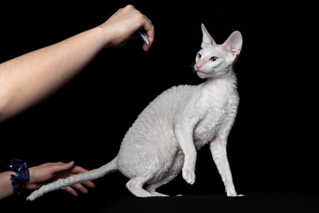 Young White cat breed Cornish Rex Isolated on a Black Background.