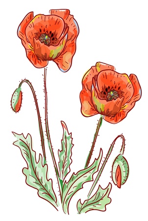 Red Poppy.のイラスト素材