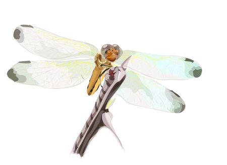 Dragon-fly on a dry branch of barbed  Watercolor imitation  のイラスト素材