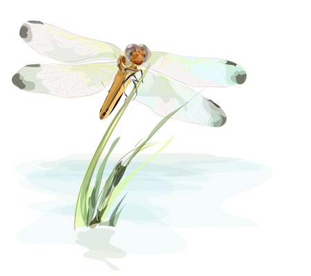 Dragonfly on a pond  Watercolor imitationのイラスト素材