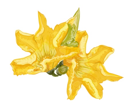 Zucchini flower on a white background. Vector image.のイラスト素材