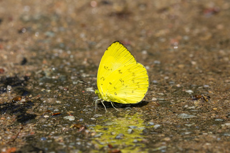 Hill Grass Yellow butterfly feeding on the ground.の写真素材