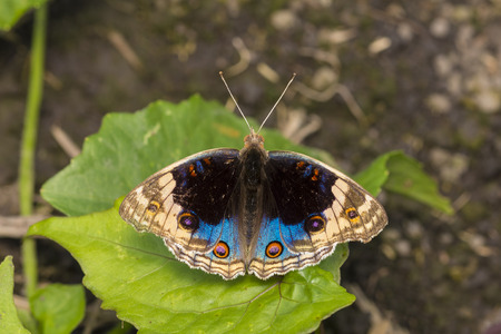 Blue Pansy butterfly Junonia orithya resting on leaf.の写真素材