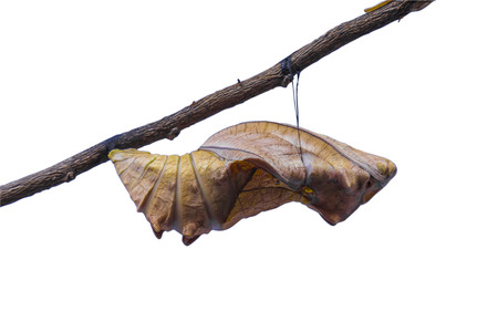Birdwing butterfly inside pupa on white background together with clipping path.の写真素材