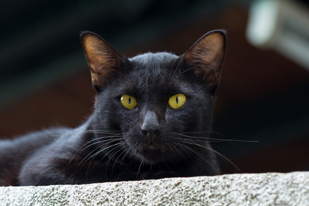 Old blackcat stare to me when hear a camera shooting sound.の写真素材