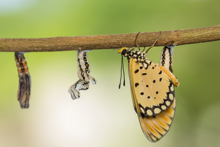 Monarch butterfly emerge from pupa in nature.の写真素材