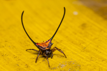 Close up of Long-horned Orb-weaver spider or curved spiny spider Macracantha arcuata in nature