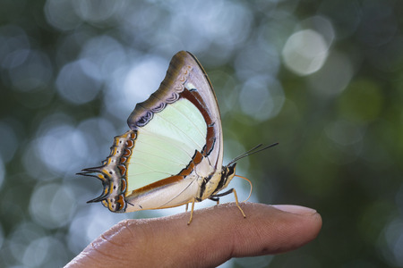 Indian Yellow Nawab Butterfly feeding on human finger.の写真素材