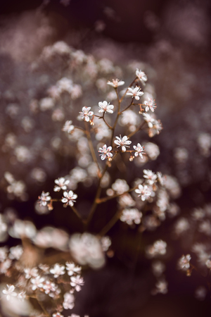 Pink flowers on a pink bokeh backgroundの写真素材