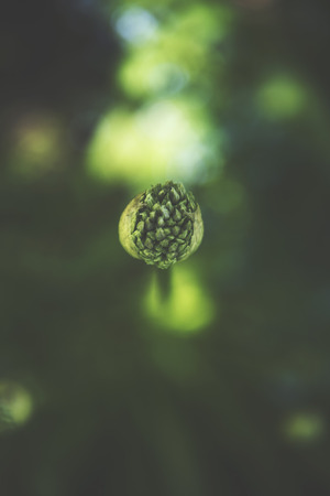 Closeup of a green flower bud with a blurred backgroundの写真素材