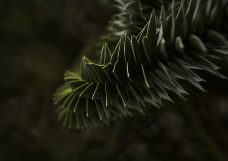 Green Monkey Tree