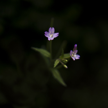 Two purple flowers on a black backgroundの写真素材