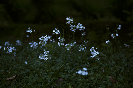 Fairy Group White Flowers