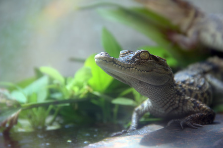 Gatorsの写真素材