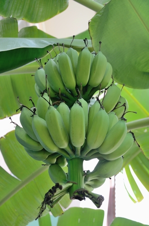 Bananaの写真素材
