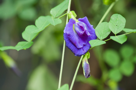 pea flowersの写真素材