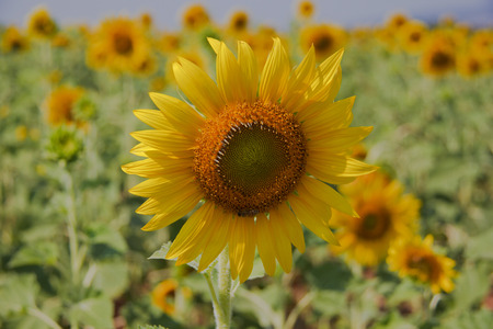 SunFlowersの写真素材