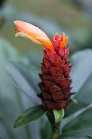 flower with ants