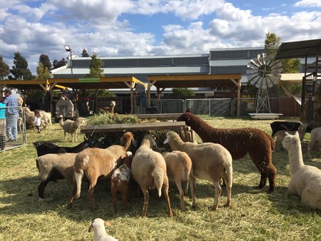 sheepのeditorial素材