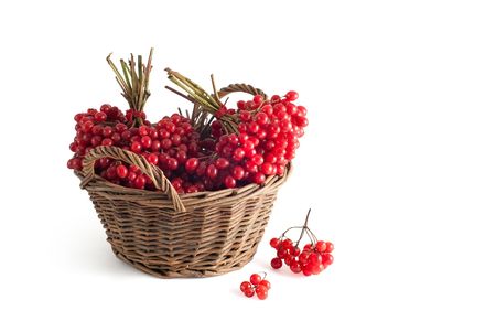 basket with a viburnum on a white backgroundの写真素材