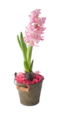 A  hyacinth is in a  decorative bucketの写真素材