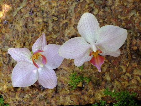 Pink Orchid on footpath in the gardenの写真素材