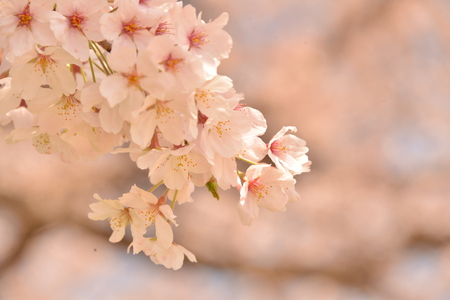 Cherryの写真素材