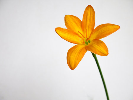 Rain Lilyの写真素材