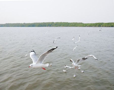 Bird viewの写真素材