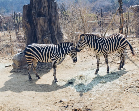 Zebra Coupleの素材