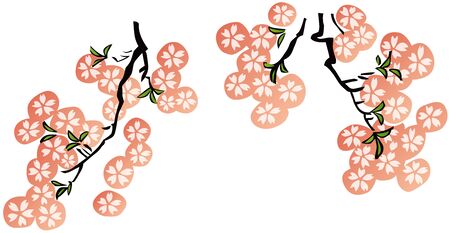 Illustration of cherry blossoms in full bloomのイラスト素材